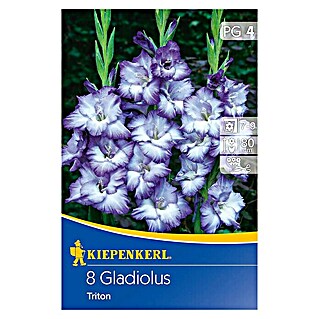 Kiepenkerl Sommerblumenzwiebeln Schwertblume (Gladiolus x hybrida 'Triton', 8 Stk.)