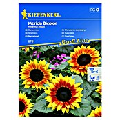 Kiepenkerl Profi-Line Sjeme cvijeća Suncokret Merida Bicolor  (Helianthus annuus, Žuta, Crvena) | BAUHAUS