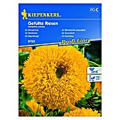 Kiepenkerl Profi-Line Cvetlična semena Sončnica Gefüllte Riesen  (Helianthus annuus, Rumena) | 8127 - Feinsämereien in PG Marke | IBYA - Sämereien | IBY - Sämereien | IB - Grünpflanzen/Sämereien | I - Stadtgarten | BAUHAUS