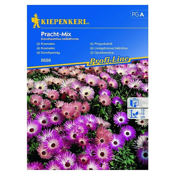 Kiepenkerl Profi-Line Cvetlična semena Opoldnevnica Pracht - Mix  (Dorotheanthus bellidiformis, Različne barve) | 8127 - Feinsämereien in PG Marke | IBYA - Sämereien | IBY - Sämereien | IB - Grünpflanzen/Sämereien | I - Stadtgarten | BAUHAUS