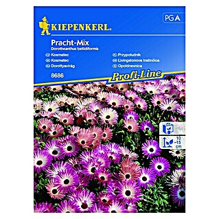 Kiepenkerl Profi-Line Cvetlična semena Opoldnevnica Pracht - Mix (Dorotheanthus bellidiformis, Različne barve)