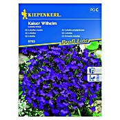 Kiepenkerl Profi-Line Cvetlična semena Erinasta lobelija  (Lobelia erinus, Vijolična) | 8127 - Feinsämereien in PG Marke | IBYA - Sämereien | IBY - Sämereien | IB - Grünpflanzen/Sämereien | I - Stadtgarten | BAUHAUS