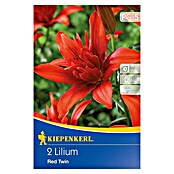 Kiepenkerl Sommerblumenzwiebeln Lilie (Lilium x hybrida 'Red Twin', 2 Stk.) | BAUHAUS