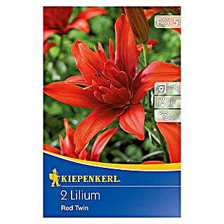 Kiepenkerl Sommerblumenzwiebeln Lilie (Lilium x hybrida 'Red Twin', 2 Stk.)