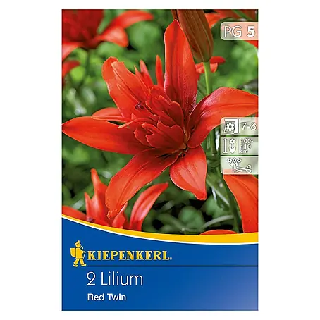 Kiepenkerl  Sommerblumenzwiebeln Lilie