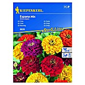 Kiepenkerl Profi-Line Cvetlična semena Cinija España  (Zinnia elegans, Različne barve) | 8127 - Feinsämereien in PG Marke | IBYA - Sämereien | IBY - Sämereien | IB - Grünpflanzen/Sämereien | I - Stadtgarten | BAUHAUS