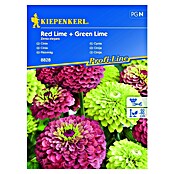 Kiepenkerl Profi-Line Cvetlična semena Cinija Red & Green Lime  (Zinnia elegans, Rdeča, Zelena) | 8127 - Feinsämereien in PG Marke | IBYA - Sämereien | IBY - Sämereien | IB - Grünpflanzen/Sämereien | I - Stadtgarten | BAUHAUS