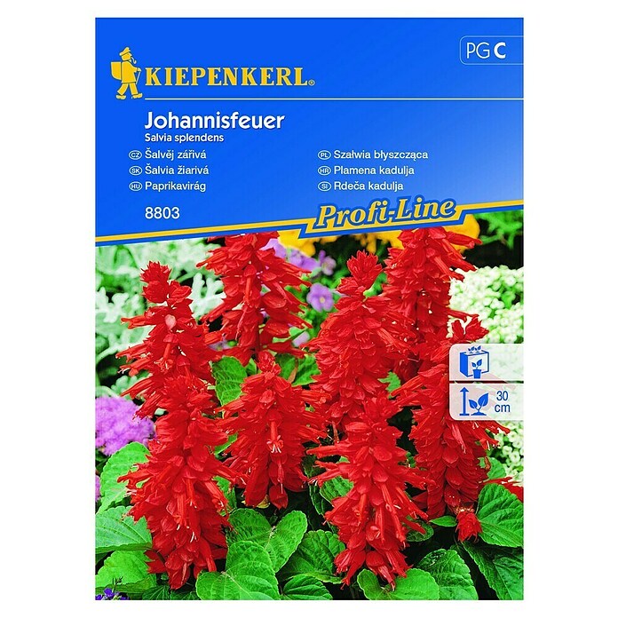 Kiepenkerl Profi-Line Cvetlična semena Rdeča kadulja Johannisfeuer  (Salvia splendens, Rdeča) | 8127 - Feinsämereien in PG Marke | IBYA - Sämereien | IBY - Sämereien | IB - Grünpflanzen/Sämereien | I - Stadtgarten | BAUHAUS