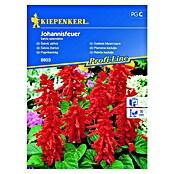 Kiepenkerl Profi-Line Cvetlična semena Rdeča kadulja Johannisfeuer  (Salvia splendens, Rdeča) | 8127 - Feinsämereien in PG Marke | IBYA - Sämereien | IBY - Sämereien | IB - Grünpflanzen/Sämereien | I - Stadtgarten | BAUHAUS