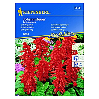Kiepenkerl Profi-Line Sjeme cvijeća Paklena kadulja Johannisfeuer (Salvia splendens, Crvena)
