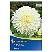 Kiepenkerl Lukovice jesenskog cvijeća ukrasna dalija Fleur  (1 Kom.) | BAUHAUS