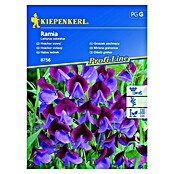 Kiepenkerl Profi-Line Sjeme cvijeća Mirisna grahorica  (Lathyrus odoratus, Plava, Crvena) | BAUHAUS
