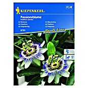 Kiepenkerl Cvetlična semena Pasijonka  (Passiflora caerulea, Bela, Modra, Roza) | 8127 - Feinsämereien in PG Marke | IBYA - Sämereien | IBY - Sämereien | IB - Grünpflanzen/Sämereien | I - Stadtgarten | BAUHAUS