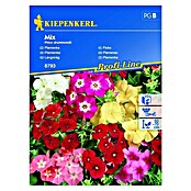 Kiepenkerl Sjeme cvijeća Plamenac Mix  (Phlox drummondii, Raznobojna) | BAUHAUS