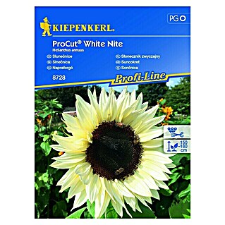 Kiepenkerl Profi-Line Cvetlična semena Sončnica ProCut White Nite (Helianthus annuus, Rumena)
