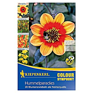 Sommerblumenzwiebel-Mix (Verschiedene Arten, 20 Stk.)