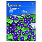 Kiepenkerl Sjeme cvijeća Ukrasni slak Grandpa Ott  (Ipomoea purpurea, Ljubičasta, Bijela) | BAUHAUS