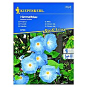 Kiepenkerl Sjeme cvijeća Ukrasni slak Himmelblau  (Ipomoea tricolor, Plava, Bijela) | BAUHAUS