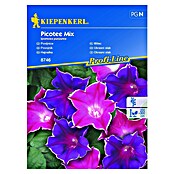Kiepenkerl Cvetlična semena škrlatnega lepega slaka Picotee Mix  (Ipomoea purpurea) | 8127 - Feinsämereien in PG Marke | IBYA - Sämereien | IBY - Sämereien | IB - Grünpflanzen/Sämereien | I - Stadtgarten | BAUHAUS