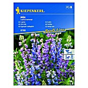 Kiepenkerl Sjeme cvijeća Vučika Mix  (Lupinus hartwegii, Ljubičasta) | BAUHAUS