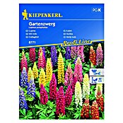 Kiepenkerl Cvetlična semena Volčji bob Gartenzwerg  (Lupinus polyphyllus) | 8127 - Feinsämereien in PG Marke | IBYA - Sämereien | IBY - Sämereien | IB - Grünpflanzen/Sämereien | I - Stadtgarten | BAUHAUS