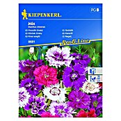 Kiepenkerl Sjeme cvijeća Karanfil Mix  (Dianthus chinesis, Raznobojno) | BAUHAUS