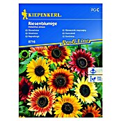 Kiepenkerl Cvetlična semena sončnic Riesenblumige  (Helianthus annuus, Večbarvna) | 8127 - Feinsämereien in PG Marke | IBYA - Sämereien | IBY - Sämereien | IB - Grünpflanzen/Sämereien | I - Stadtgarten | BAUHAUS