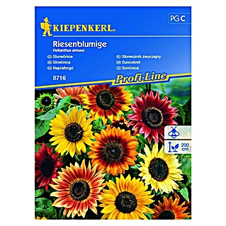 Kiepenkerl Cvetlična semena sončnic Riesenblumige (Helianthus annuus, Večbarvna)
