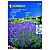 Kiepenkerl Sjeme cvijeća Lavanda Hidcote Blue Strain 