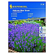 Kiepenkerl Sjeme cvijeća Lavanda Hidcote Blue Strain  (Lavandula angustifolia, Plava) | BAUHAUS