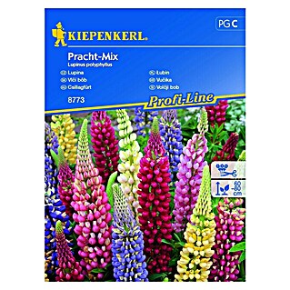 Kiepenkerl Cvetlična semena volčjega boba Pracht Mix (Lupinus polyphyllus, Večbarvna)