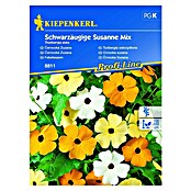 Kiepenkerl Cvetlična semena črnookih Suzan  (Thunbergia alata) | 8127 - Feinsämereien in PG Marke | IBYA - Sämereien | IBY - Sämereien | IB - Grünpflanzen/Sämereien | I - Stadtgarten | BAUHAUS