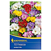 Kiepenkerl Sommerblumenzwiebeln Freesien (Freesia x hybrida einfachblühend, 10 Stk.) | BAUHAUS