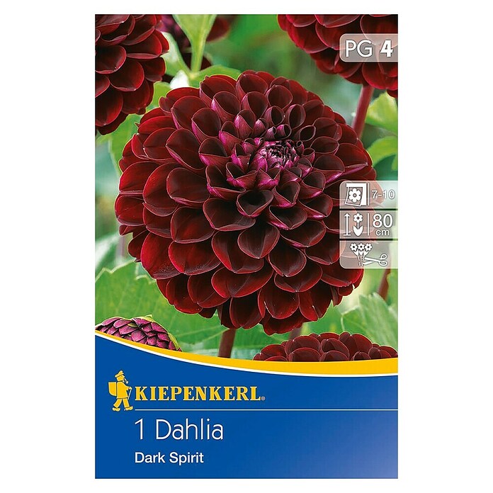 Kiepenkerl Lukovice jesenskog cvijeća  (Dahlia 'Dark Spirit', 1 Kom.) | BAUHAUS