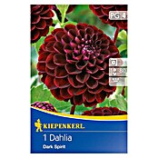 Kiepenkerl Lukovice jesenskog cvijeća  (Dahlia 'Dark Spirit', 1 Kom.) | BAUHAUS
