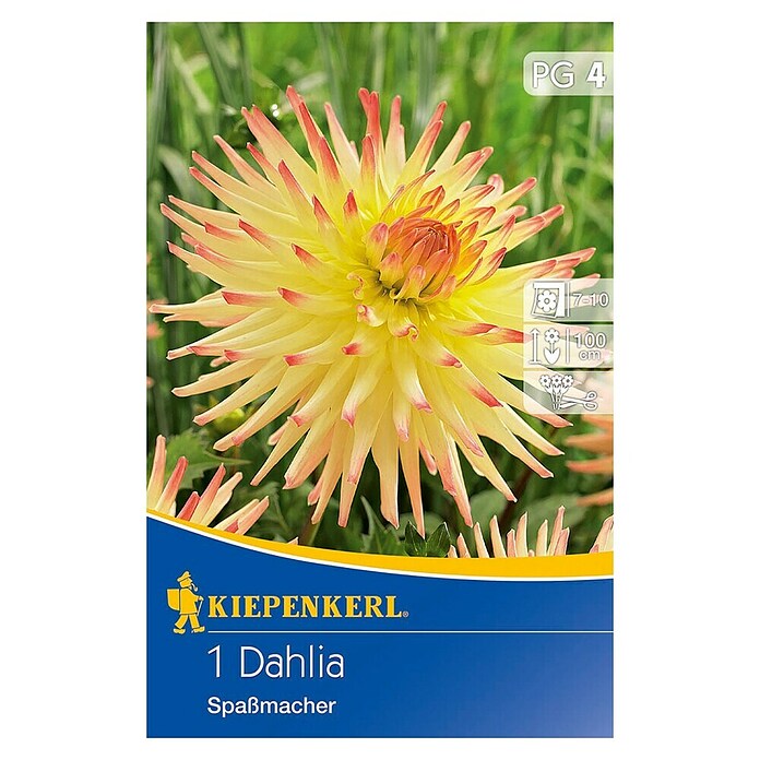 Kiepenkerl Lukovice jesenskog cvijeća  (Dahlia 'Spassmacher', 1 Kom.) | BAUHAUS
