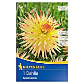 Kiepenkerl Lukovice jesenskog cvijeća  (Dahlia 'Spassmacher', 1 Kom.) | BAUHAUS