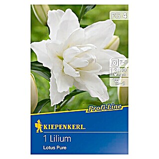 Kiepenkerl Profi-Line Sommerblumenzwiebeln Lilie (Lilium x hybrida 'Lotus Pure', 1 Stk.)