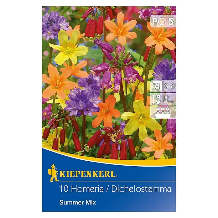 Kiepenkerl Sommerblumenzwiebeln Homeria / Feuerwerksblumen - Verschiedene sorten, 10 Stk. - Abbildung einer Samenpackung Kiepenkerl 10 Homerie/Dichelostemma Sommer Mix mit mehrfarbigen Blüten.