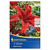 Kiepenkerl Sommerblumenzwiebeln Lilie (Lilium x hybrida 'Red County', 1 Stk.) | BAUHAUS