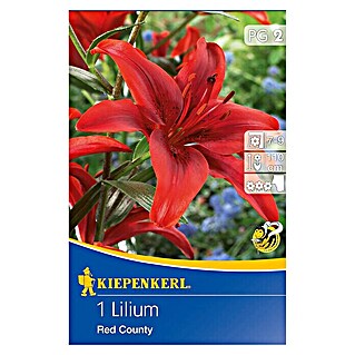 Kiepenkerl Sommerblumenzwiebeln Lilie (Lilium x hybrida 'Red County', 1 Stk.)