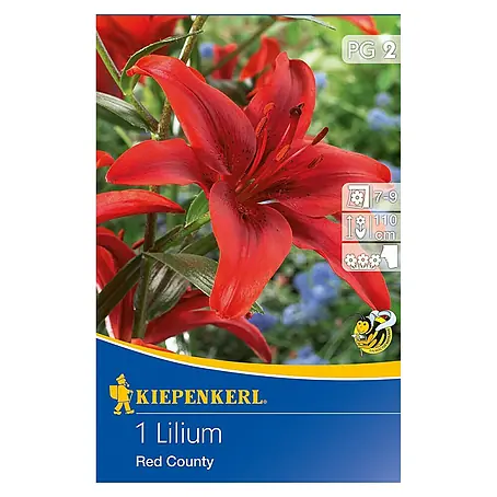 Kiepenkerl  Sommerblumenzwiebeln Lilie