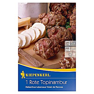 Kiepenkerl Gemüsesamen Topinambur Violet de Rennes