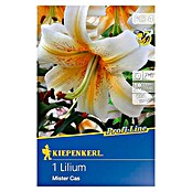 Kiepenkerl Profi-Line Sommerblumenzwiebeln Lilie (Lilium x hybrida 'Mister Cas', 1 Stk.) | BAUHAUS