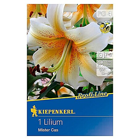 Kiepenkerl Profi-Line Sommerblumenzwiebeln Lilie (Lilium x hybrida 'Mister Cas', 1 Stk.)