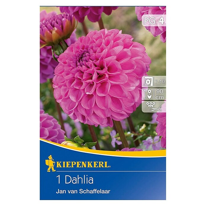 Kiepenkerl Lukovice jesenskog cvijeća  (Dahlia 'Jan van Schaffelaar', 1 Kom.) | BAUHAUS