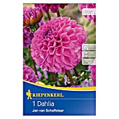 Kiepenkerl Lukovice jesenskog cvijeća  (Dahlia 'Jan van Schaffelaar', 1 Kom.) | BAUHAUS