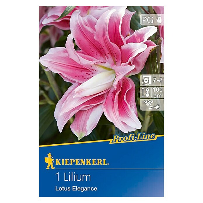 Kiepenkerl Profi-Line Sommerblumenzwiebeln Lilie (Lilium x hybrida 'Lotus Elegance', 1 Stk.) | BAUHAUS