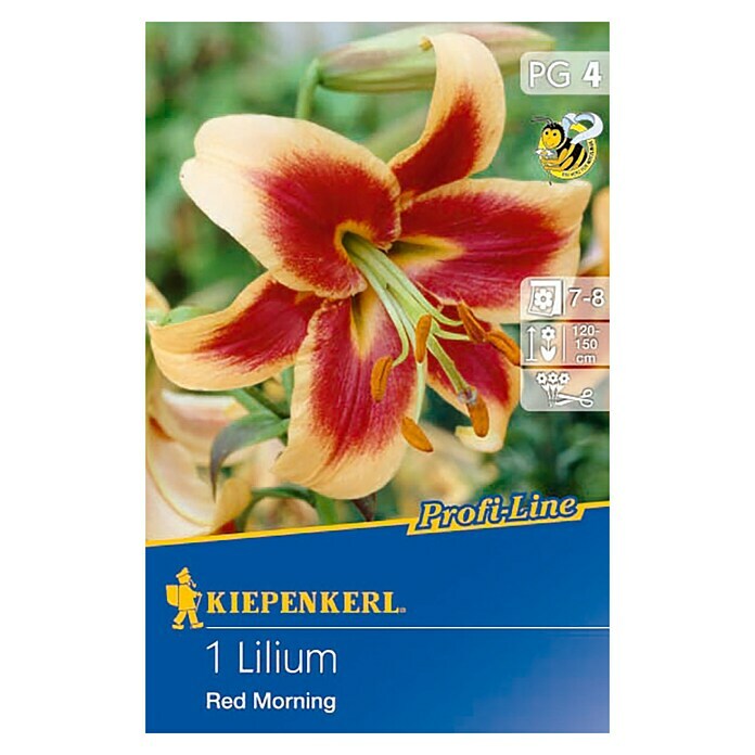 Kiepenkerl Profi-Line Sommerblumenzwiebeln Lilie (Lilium x hybrida 'Red Morning', 1 Stk.) | BAUHAUS