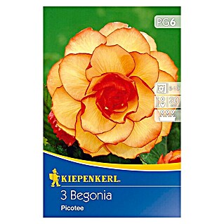 Kiepenkerl Sommerblumenzwiebeln Begonie (Begonia x tuberhybrida 'Picotee', 3 Stk.)